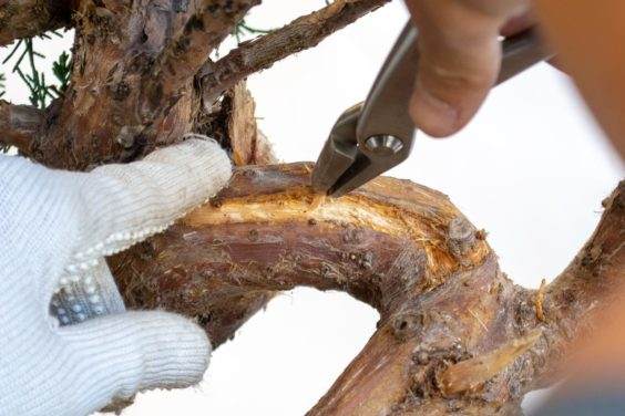 图解 为初学者提供的盆景雕刻技巧