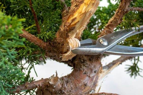 图解 为初学者提供的盆景雕刻技巧