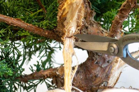 图解 为初学者提供的盆景雕刻技巧