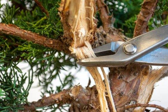 图解 为初学者提供的盆景雕刻技巧