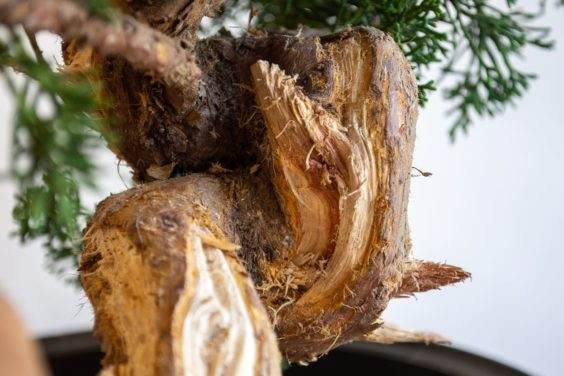 图解 为初学者提供的盆景雕刻技巧