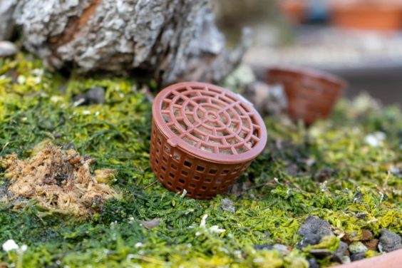 夏季盆景施肥有很多好理由