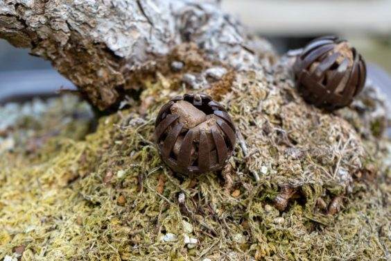 夏季盆景施肥有很多好理由