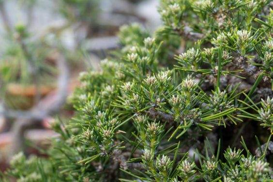 夏季盆景施肥有很多好理由