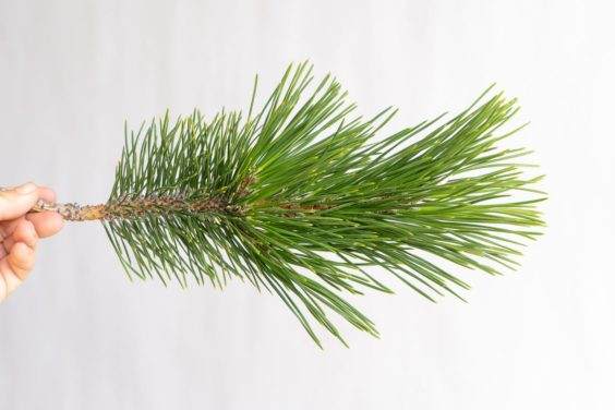 刺激黑松盆景的后花蕾