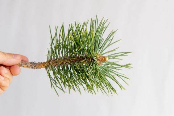 图解 怎么刺激黑松盆景发芽后的花蕾