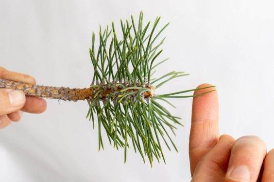 图解 怎么刺激黑松盆景发芽后的花蕾