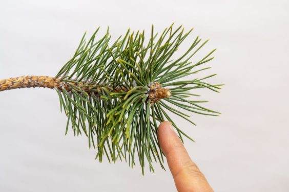 图解 怎么刺激黑松盆景发芽后的花蕾