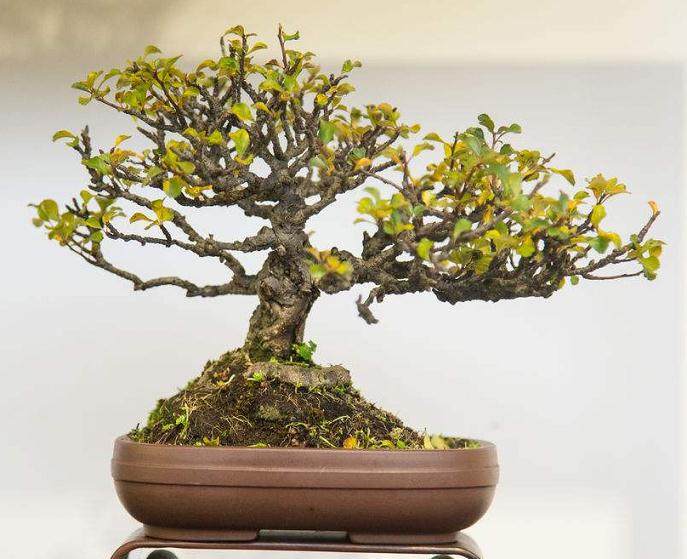 盆景高压和切割之间的差异