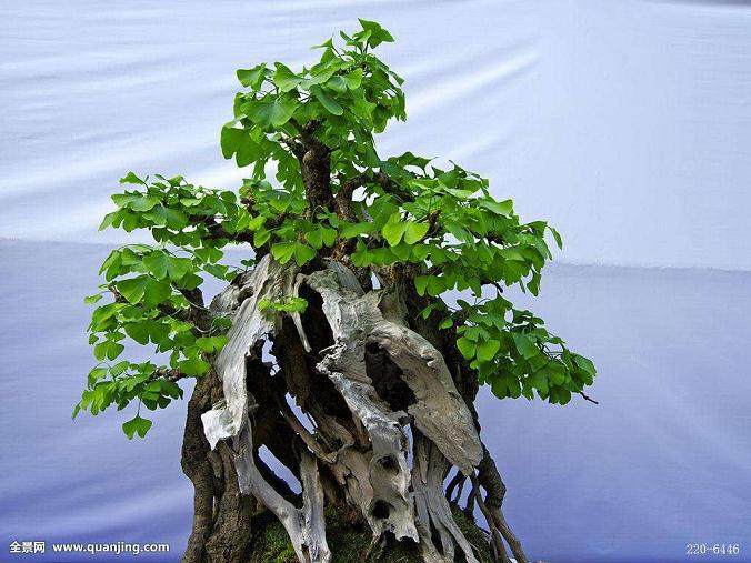 在冬季,裸根幼苗可从许多来源获得