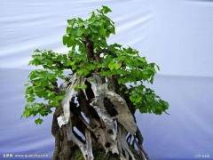 在冬季 裸根幼苗可从许多来源获得