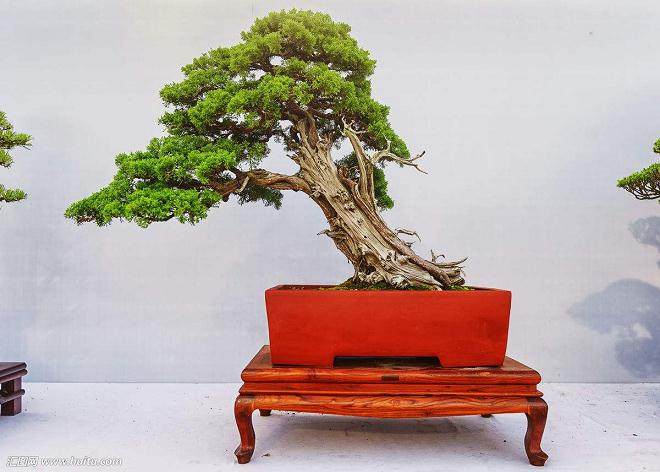 不正确的浇水可能是初学者最常见的问题