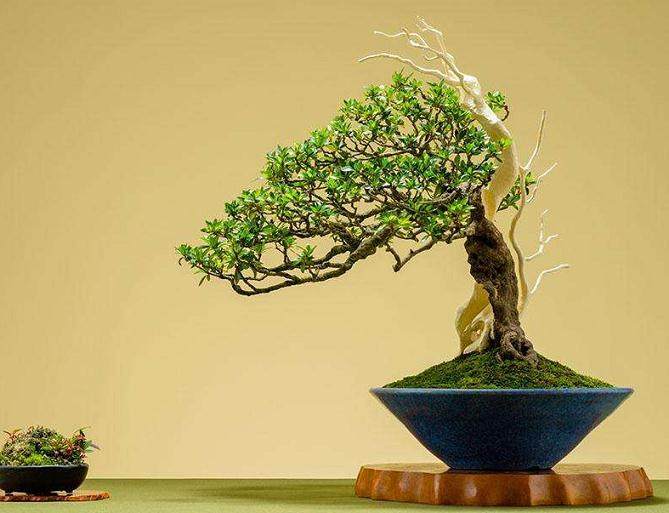 初学者制作的第一个盆景