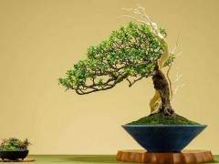初学者制作的第一个盆景