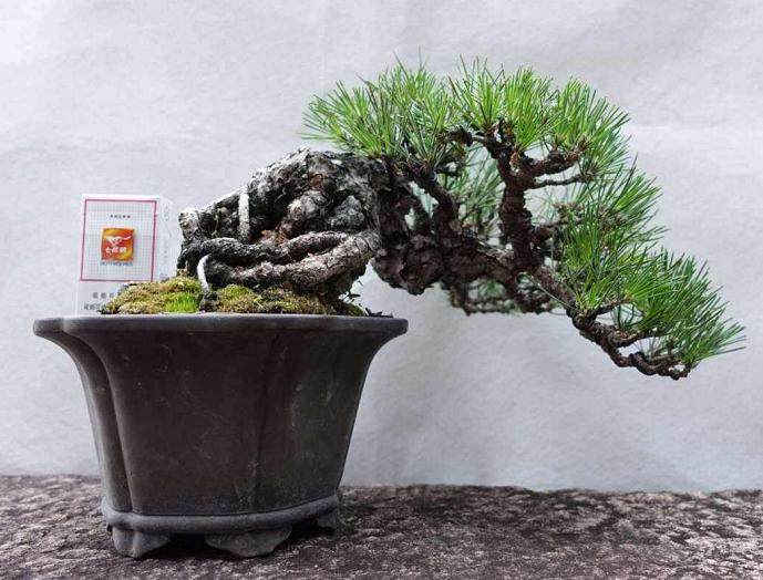 怎么种植黑松盆景？