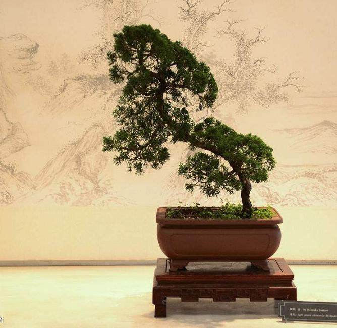 宝鸡市第十三届盆景根艺奇石展览开始展出