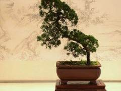 宝鸡市第十三届盆景根艺奇石展览开始展出