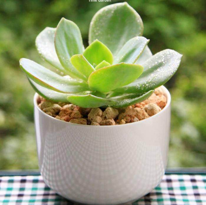 上海国际多肉植物展于11月3日落下帷幕