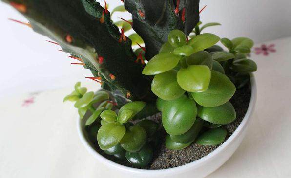 烟台的多肉大棚大多没有加装风机