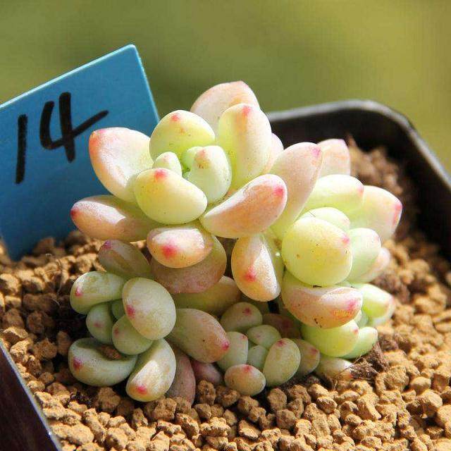 多肉淘宝店销售旺季一天要接200多单生意