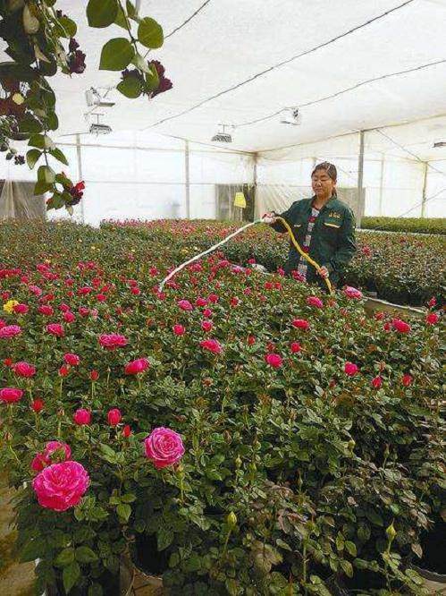 花卉行业处于转型升级的岔路口 到底如何转?