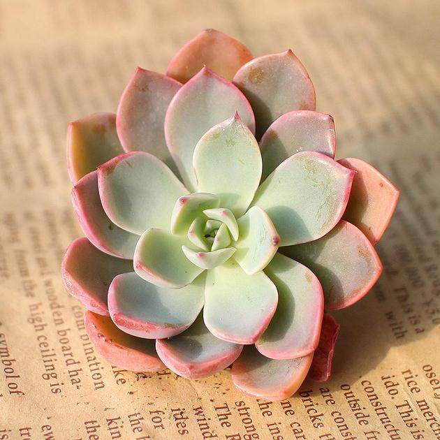 与韩国多肉产业相比 中国销售渠道明显滞后