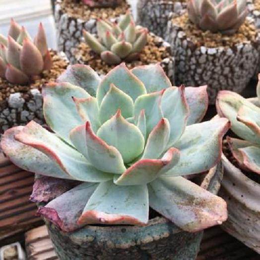 北京多肉互联作为多肉植物第一个B2B网络平台