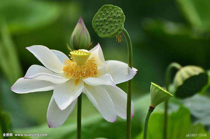 石家庄:春节花卉市场人气旺于销售