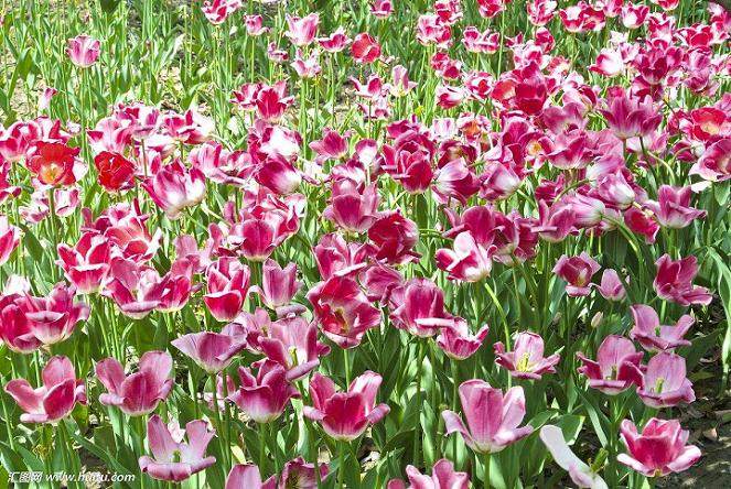 荷兰花市的鲜花店在情人节期间也盛装开业