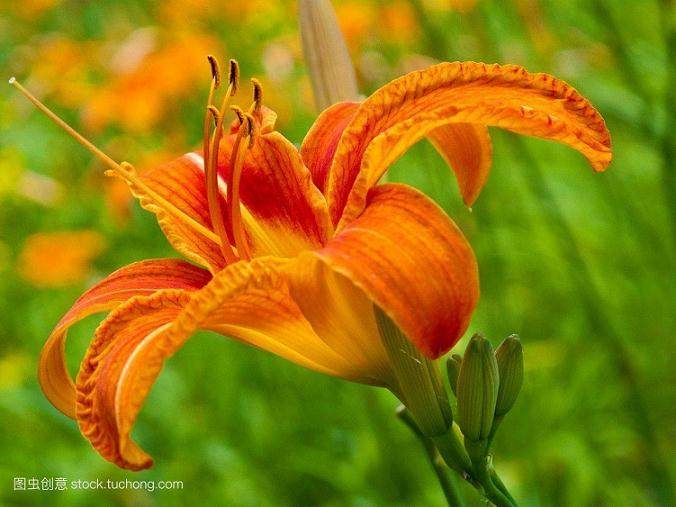 郑州:花卉市场春节人气旺