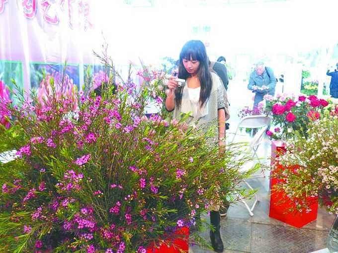 平遥:要去哪里才能买到又好又全的盆花?