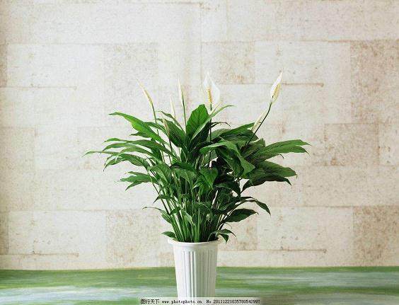 价格在5元到30元一盆的盆栽最受欢迎