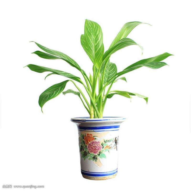 春节前20天是市场内盆栽销售的高峰期