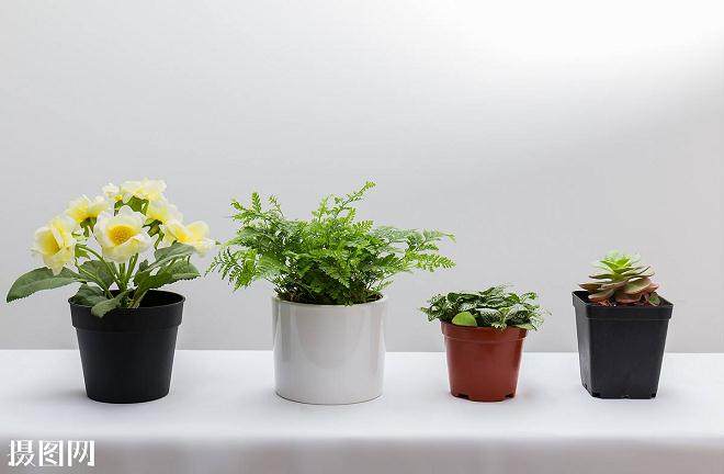 2015年盆花供应量将同比减少近800万株