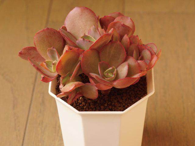 景德镇生产的多肉盆 质量如何?