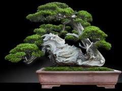 杨贵生收藏的台湾真柏盆景