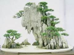 附石盆景 让盆景变得更有趣