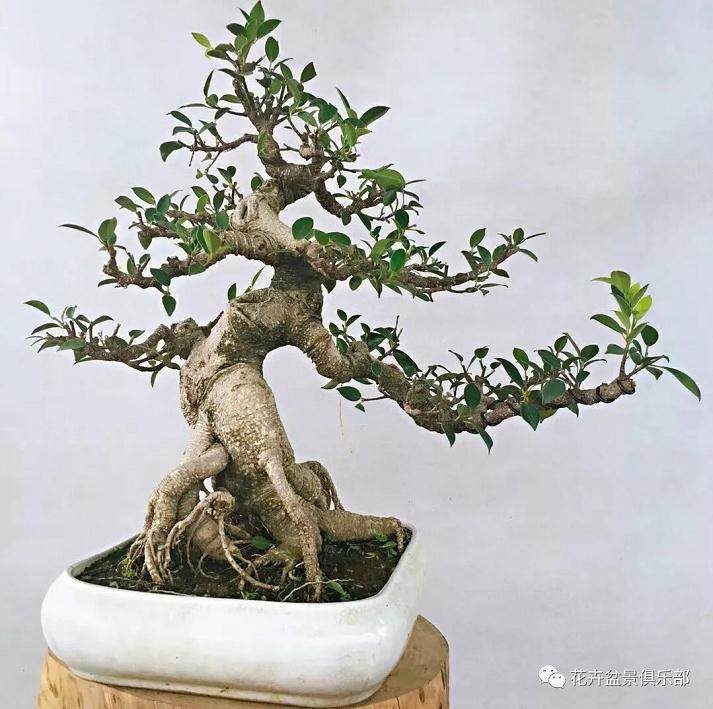 养护盆景时 会导致它死亡的9个原因?