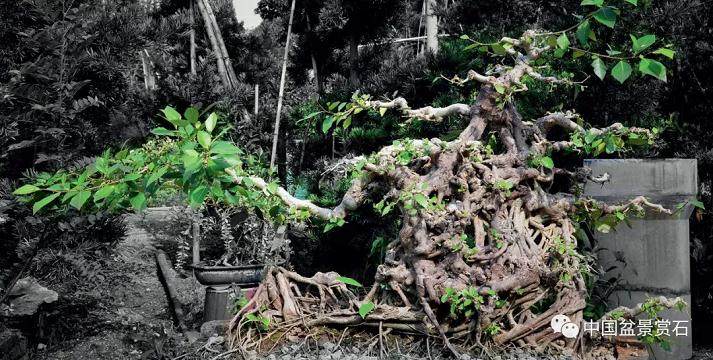 超现实主义盆景会诞生于当代么?
