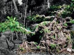 超现实主义盆景会诞生于当代么？