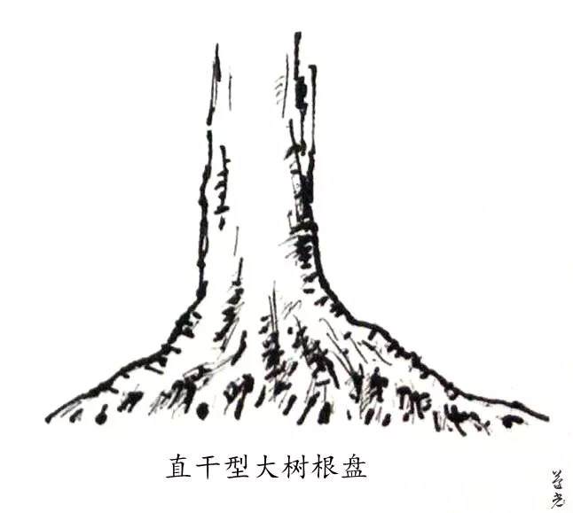 杂木盆景的根部造型要点