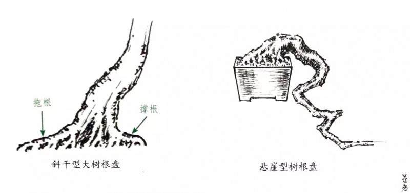 图解 杂木盆景的根部造型要点