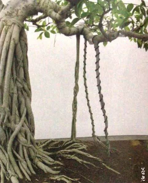 图解 杂木盆景的根部造型要点