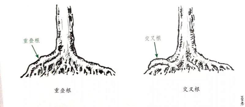 图解 杂木盆景的根部造型要点