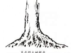 图解 杂木盆景的根部造型要点