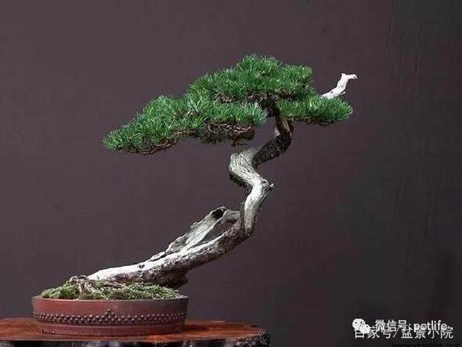 松树盆景的养护注意事项