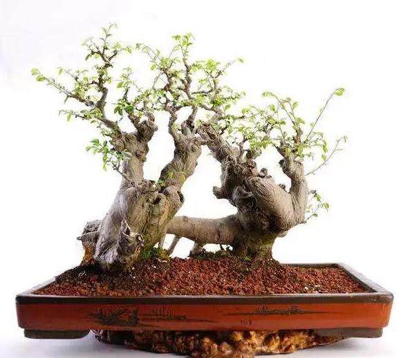 连根式树木盆景的制作方法