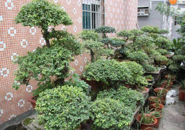 诸暨有个盆景村，还有一个大大的盆景园