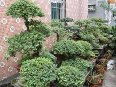 诸暨有个盆景村 还有一个大大的盆景园