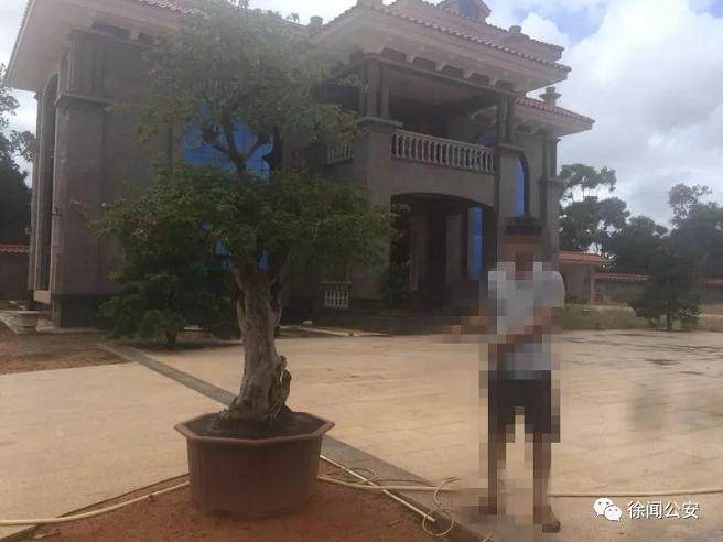 价值2200元的鹃花盆景被偷了